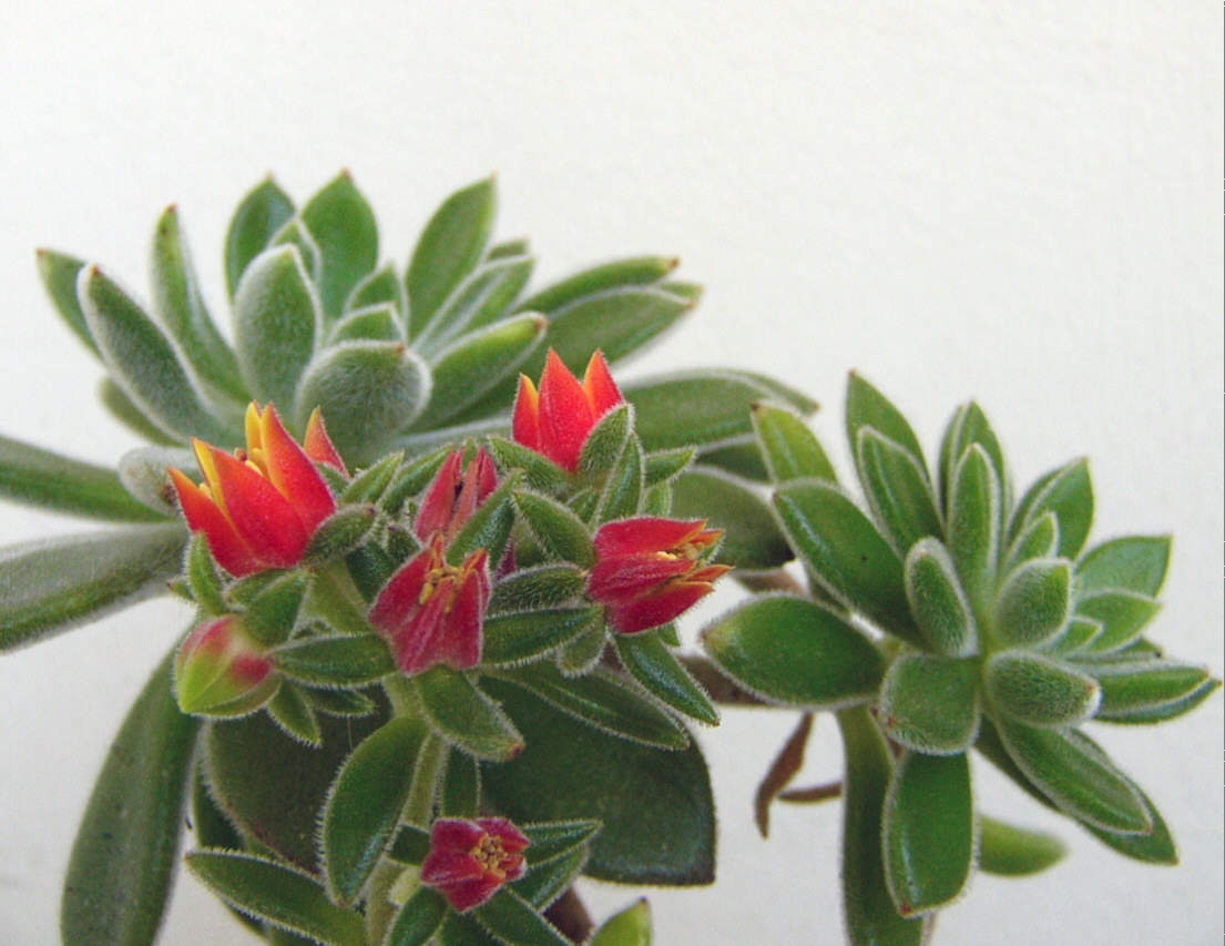 Firecracker Plant